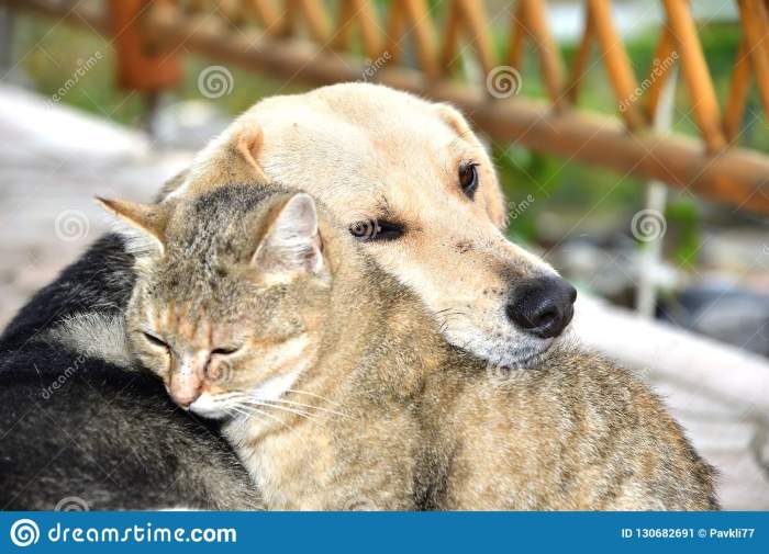 dog-cat-to-snuggle-animal-love-best-friends-sleep-as-130682691[1]